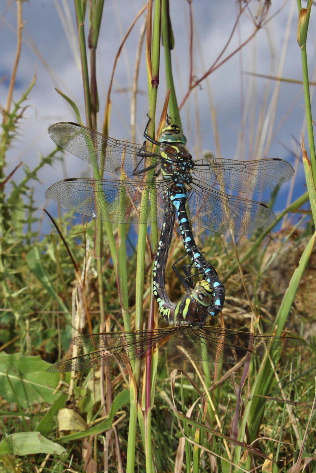 Aeshna mixta (in accoppiamento) ?   No, Aeshna juncea